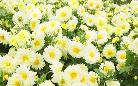 2024年通用形容菊花的句子13条
