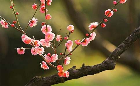 梅花个性诗歌句子说说大全（精选60句）
