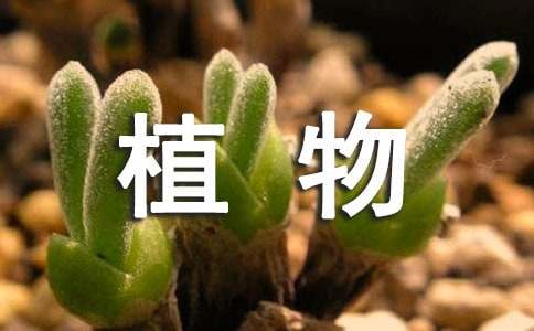 观察植物的日记集合15篇
