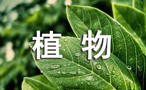 关于植物成长的唯美句子