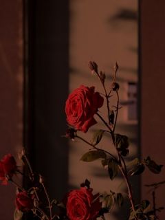 为了初恋，未婚妻任凭我命悬一线全文精彩章节在线阅读（林毅江辰司悦）